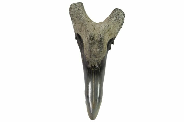Lower Shark Tooth Fossil (Hemipristis) - Virginia #102140
